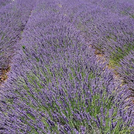 Appartement T2 Cosy Sur Aix Aix-en-Provence Luaran gambar